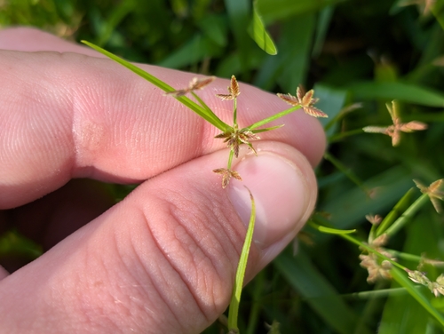 Cyperus observed 2026-10-24