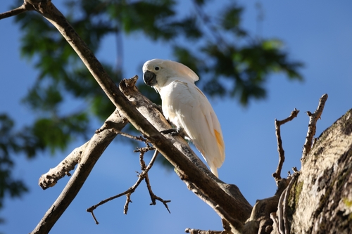Cacatua observed 2026-10-24