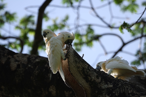 Cacatua observed 2026-10-24