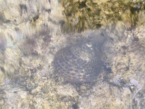 Monodonta turbinata, 2026-10-24