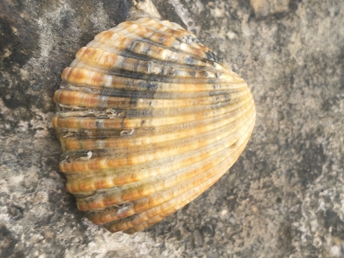 Acanthocardia tuberculata observed 2026-10-24