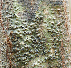 Pyrenula leucostoma