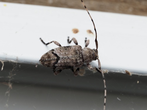 Sternidius mimeticus