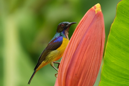Anthreptes malacensis observed 2026-10-25