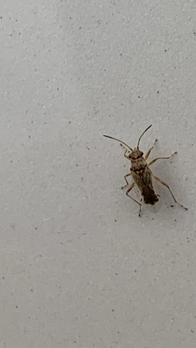 Nysius observed 2026-10-25