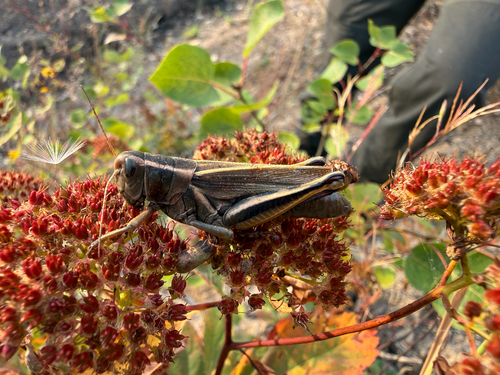 Two-striped Grasshopper