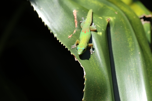 Phelsuma laticauda, 2026-10-24