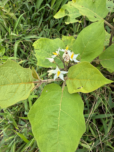 Solanum torvum observed 2026-10-25