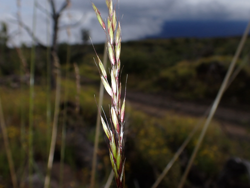 Arrhenatherum elatius, 2026-10-24