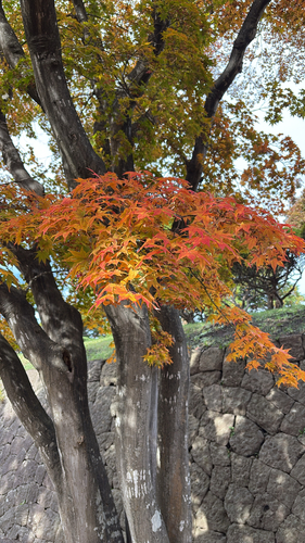 Acer palmatum observed 2026-10-25