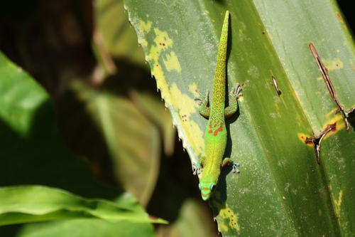 Phelsuma laticauda, 2026-10-24