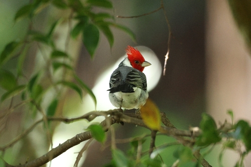 Paroaria coronata observed 2026-10-24
