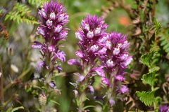 Castilleja densiflora densiflora