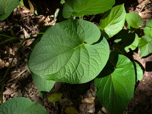 Piper auritum observed 2026-10-24