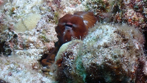 Octopus observed 2026-10-23
