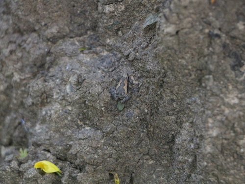 Microhyla butleri observed 2026-09-23