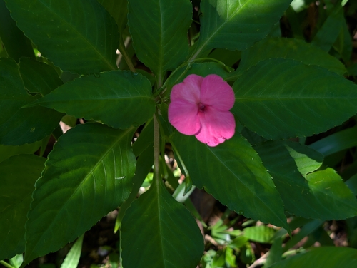Impatiens walleriana observed 2026-10-24