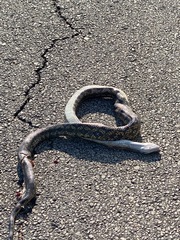 Pantherophis obsoletus