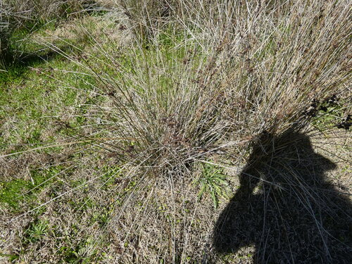 Juncus maritimus observed 2026-10-24