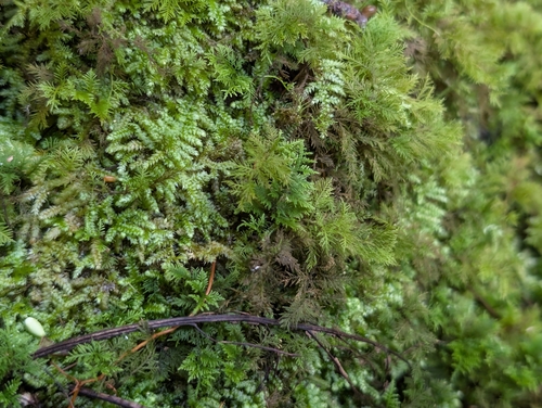 Thuidium cymbifolium, 2026-10-24