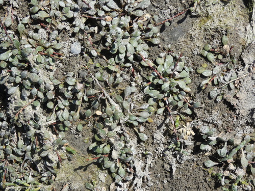 Samolus repens observed 2026-10-24