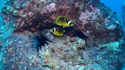 Chaetodon lunula observed 2026-10-23