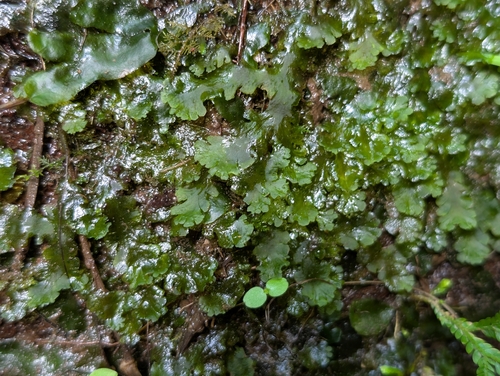 Crepidomanes parvulum observed 2026-10-24