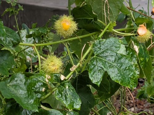 Passiflora vesicaria, 2026-10-25