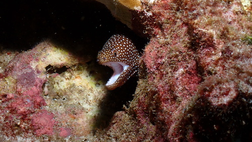 Gymnothorax meleagris observed 2026-10-23