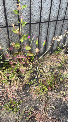 Emilia sonchifolia observed 2026-10-25