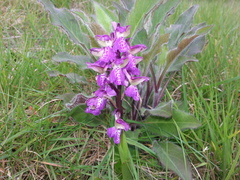 Anacamptis morio