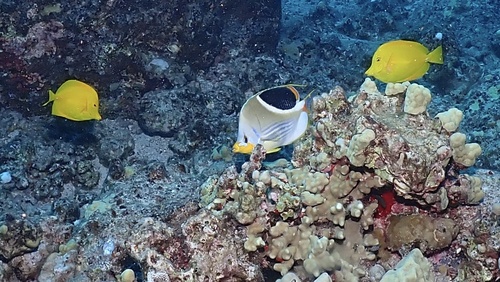 Chaetodon ephippium observed 2026-10-23