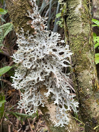 Pseudocyphellaria observed 2026-10-25