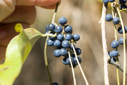 Cocculus orbiculatus observed 2026-10-22