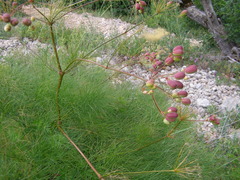 Prangos trifida