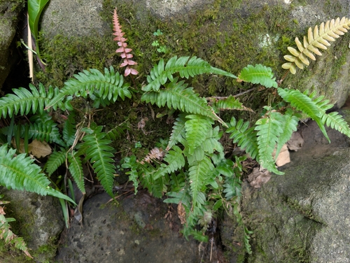 Blechnum appendiculatum observed 2026-10-24