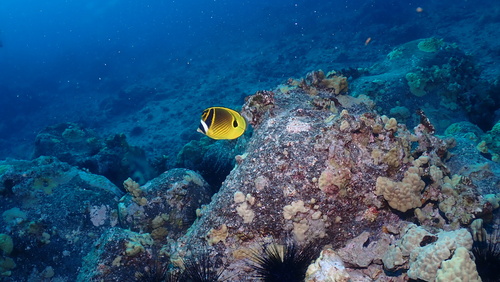 Chaetodon lunula observed 2026-10-23