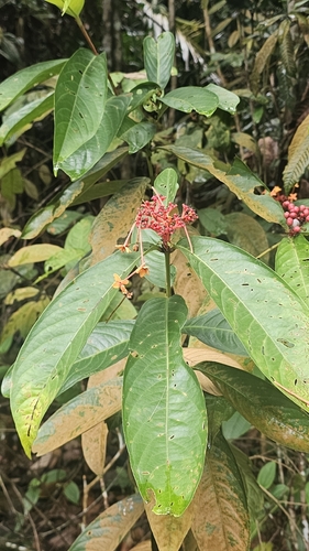 Ixora observed 2026-10-25