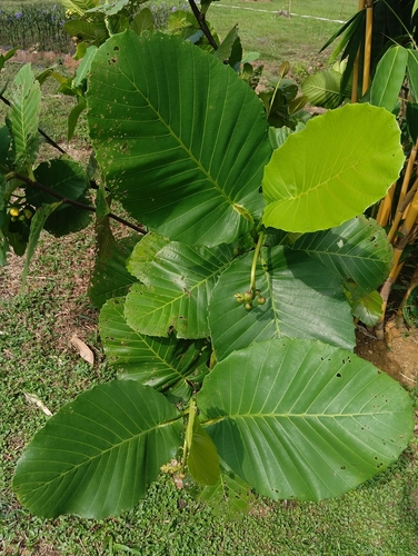 Dillenia observed 2026-10-25