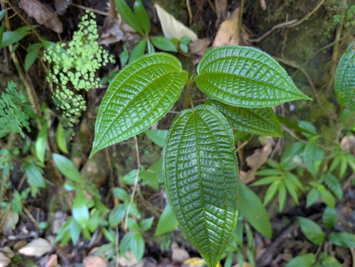 Miconia crenata observed 2026-10-24