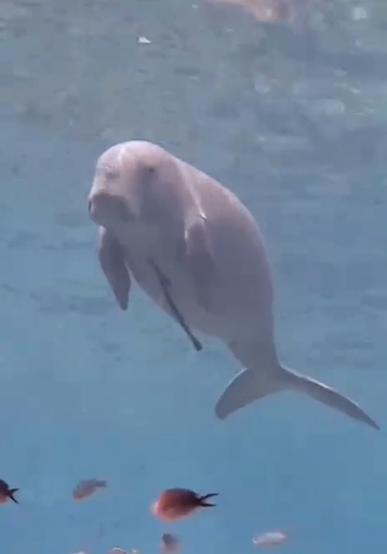 Dugong dugon, 2026-10-24