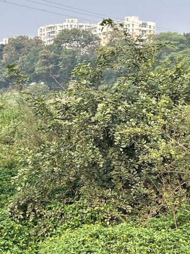 Pongamia pinnata observed 2026-10-25