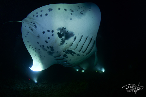 Mobula, 2026-10-23