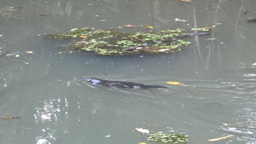 Ornithorhynchus anatinus, 2026-10-25