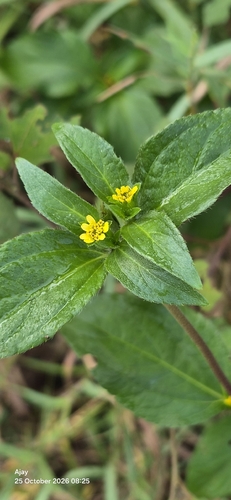 Synedrella nodiflora observed 2026-10-25