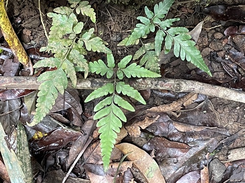 Parapolystichum rufescens observed 2026-10-25
