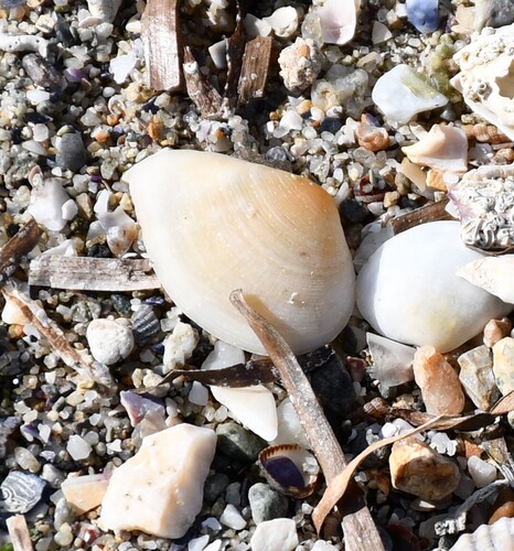 Gastrana fragilis observed 2026-10-18
