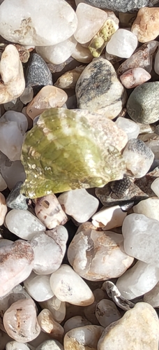Pinctada imbricata, 2026-10-24