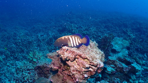 Cephalopholis argus observed 2026-10-23