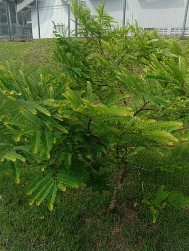 Phyllanthus emblica observed 2026-10-25
